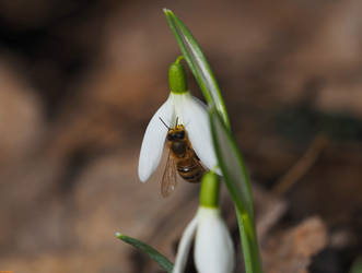 First bee this year!