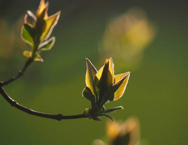 Fresh green