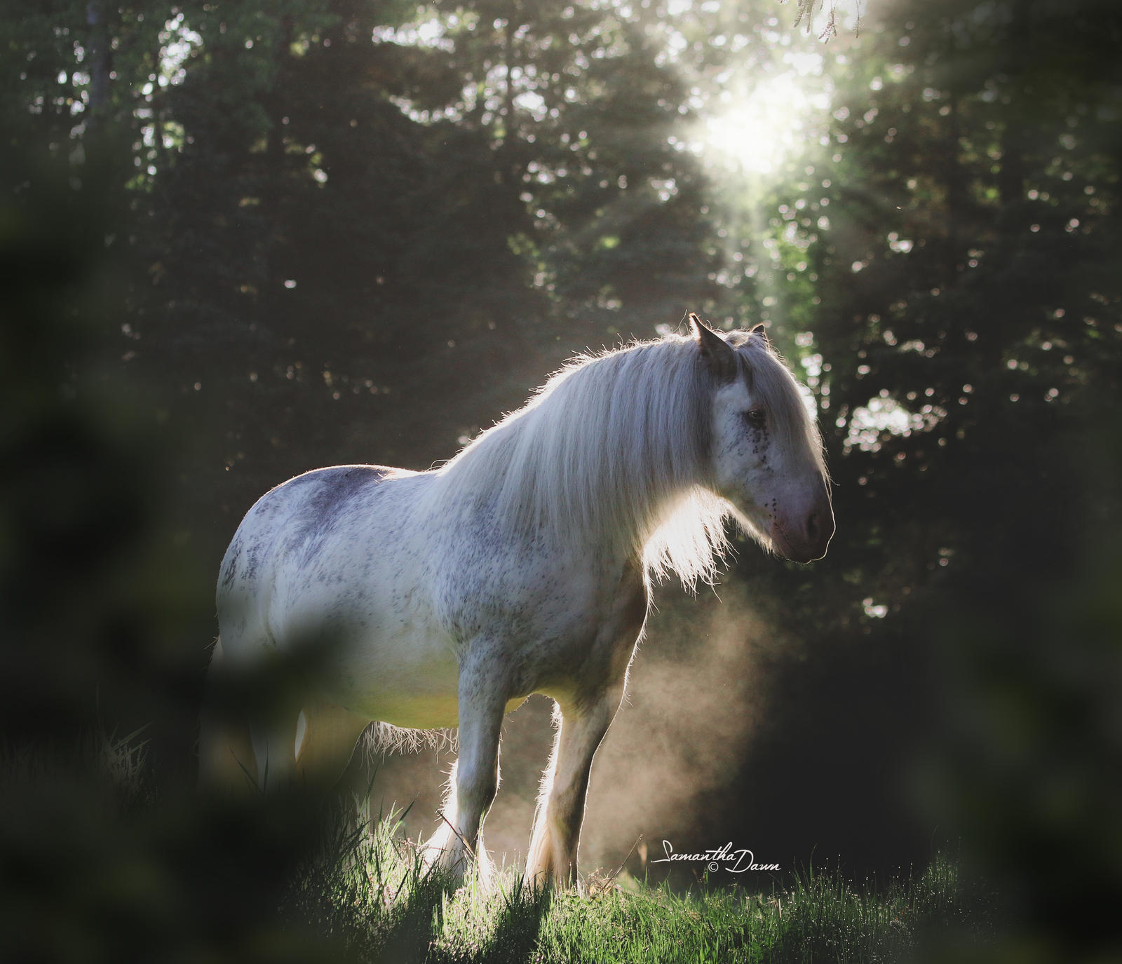 A Real Life Unicorn... by SamanthaDawn1 on DeviantArt