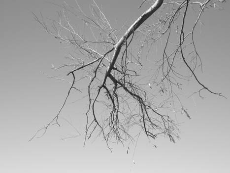 Branching Out - Black and White