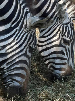 Stripes!