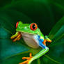 Red-Eyed tree frog - Study