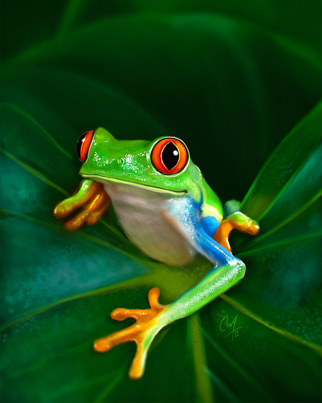Red-Eyed tree frog - Study by artcova on DeviantArt