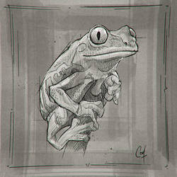 Frog Sketch