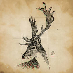 Sketchbook Deer