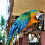 Brazilian macaw