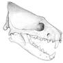 Hyaenodon heberti
