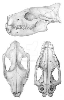 Hyaenodon brachyrhynchus