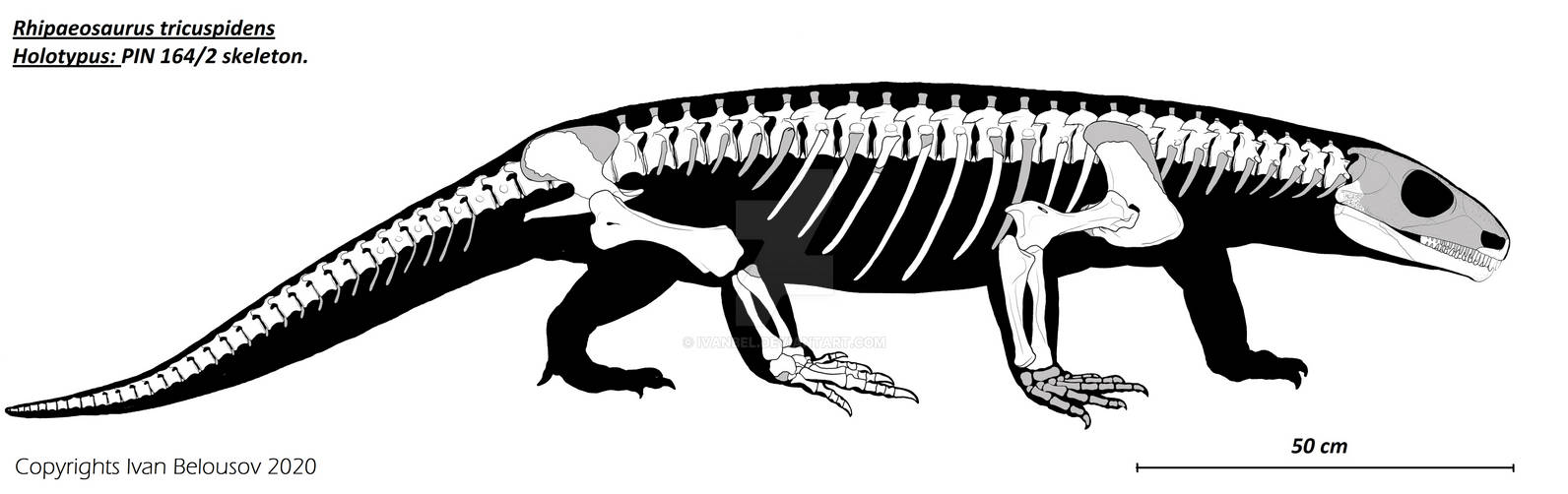 Rhipaeosaurus tricuspidens