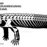 Chroniosuchus paradoxus
