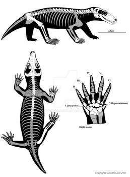 Karenites ornamentatus