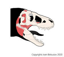 Jaw adductor muscle Tarbosaurus baatar