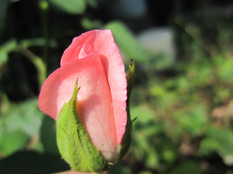 bud of rose