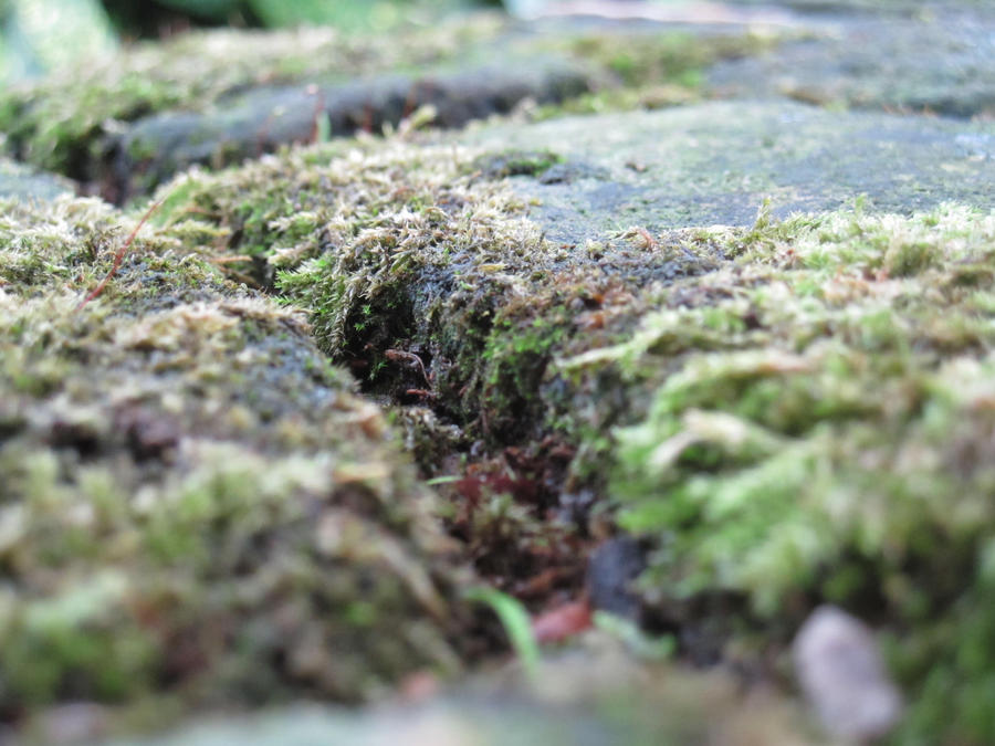 moss