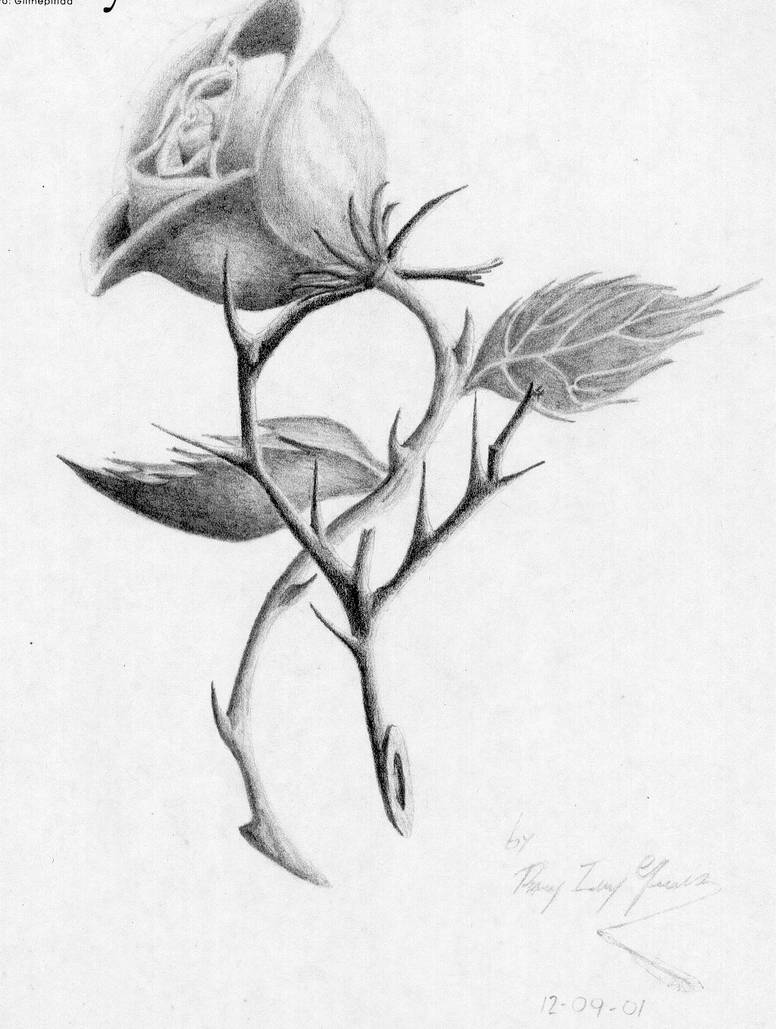 Rose and Thorns by JoeDeLaSelva on DeviantArt