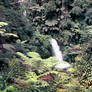 Mt. Kenya rainforest