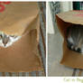 cat in the bag