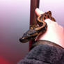 Ball Python 2