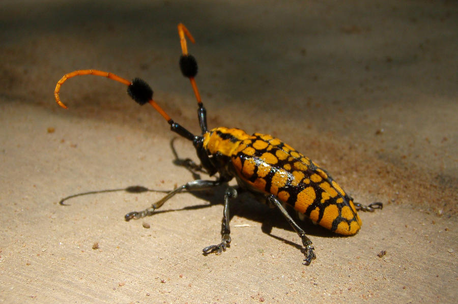 Angkor Wat Insect II by BioHazardSystem on DeviantArt
