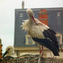 storks in the nest