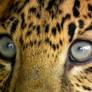 Leopard's Eyes