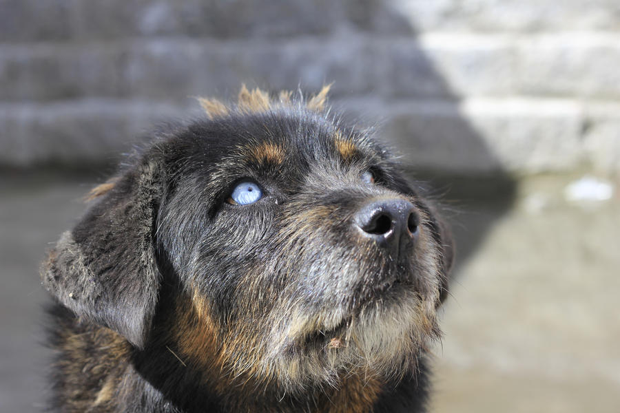 Blue eyes street dog