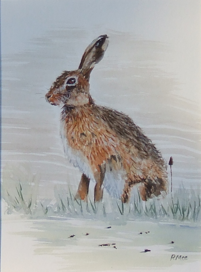 Hare