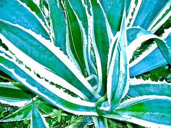 aloe