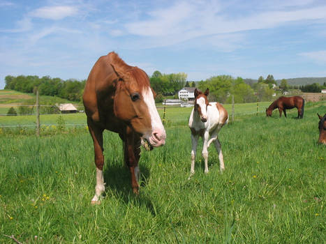 Mare and foal