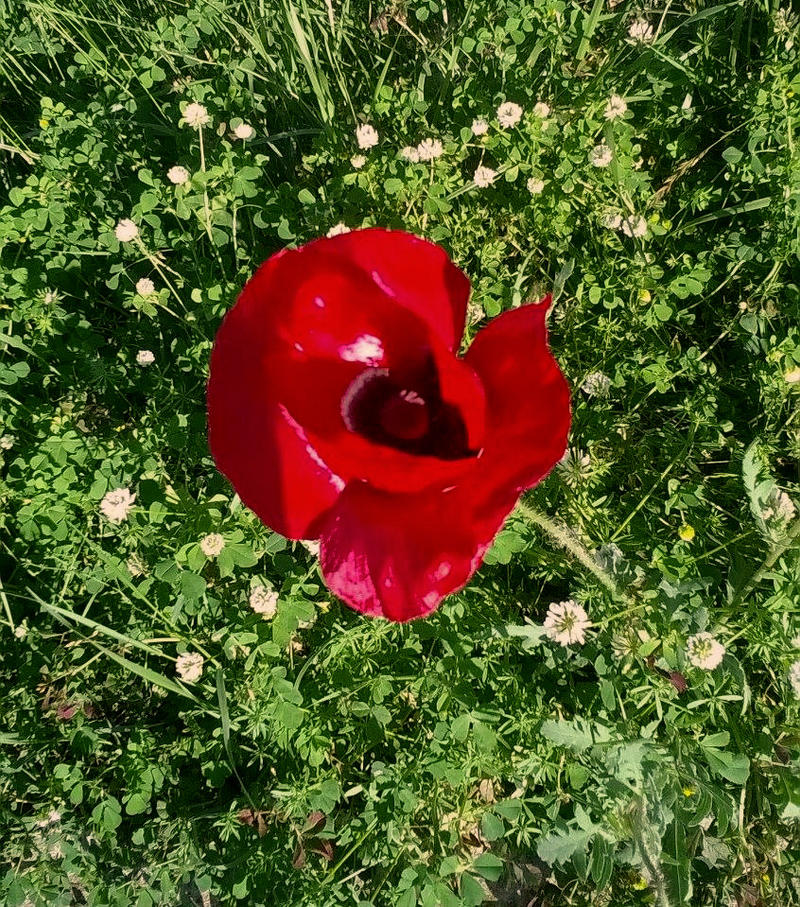 A Tender Heart by JeanBlaze on DeviantArt