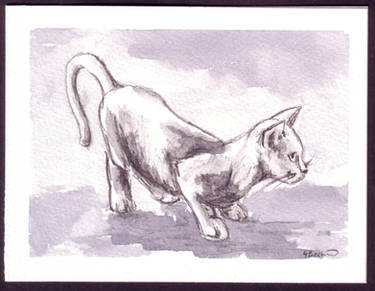 Cat study v