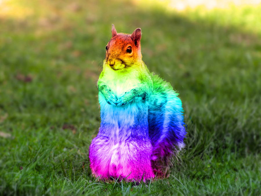 Rainbow animals. Радужная белка. Разноцветная белка. Радужных животных. Разноцветные звери.