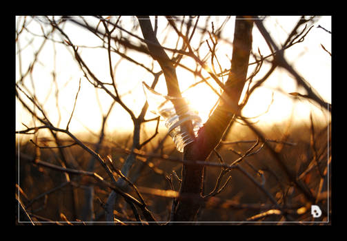 Bottle in a Tree