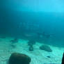 .:: Ocean world 2023 25: aquarium 15 ::.
