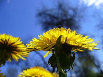 dandelion