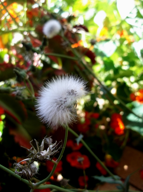 What Noise Does A Dandelion Make?