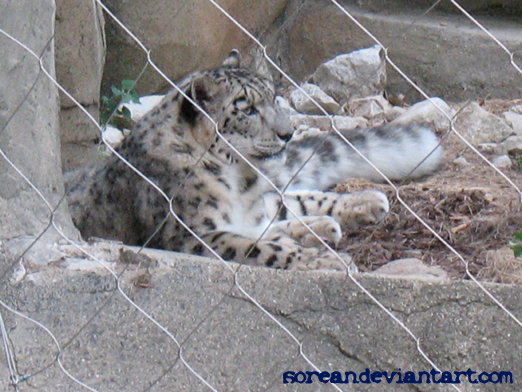 Snow Leopard - Brookfield Zoo