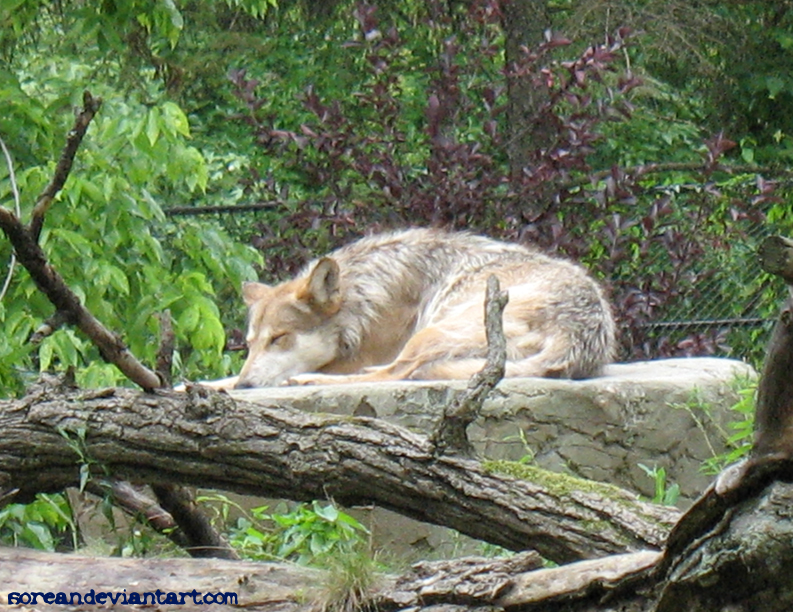 Wolf - Brookfield Zoo