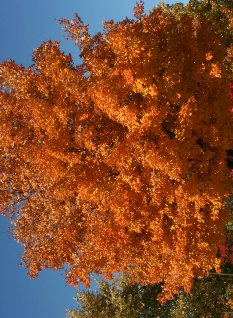 Indianapolis Urban Fall by ferrhousulfate