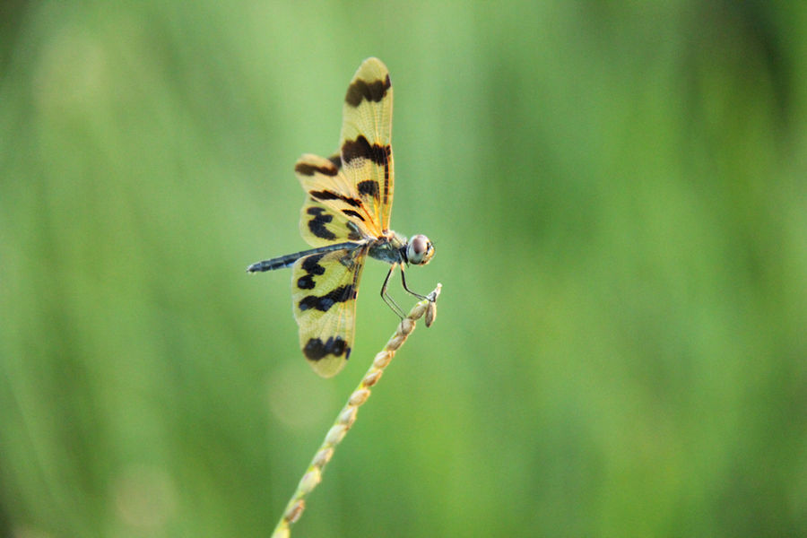 Dragonfly rests on grass