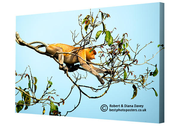Proboscis Monkey by BestPhotoPosters on DeviantArt