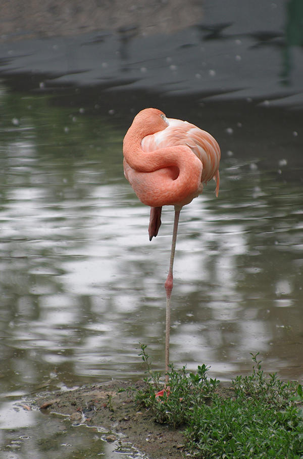 Flamingo