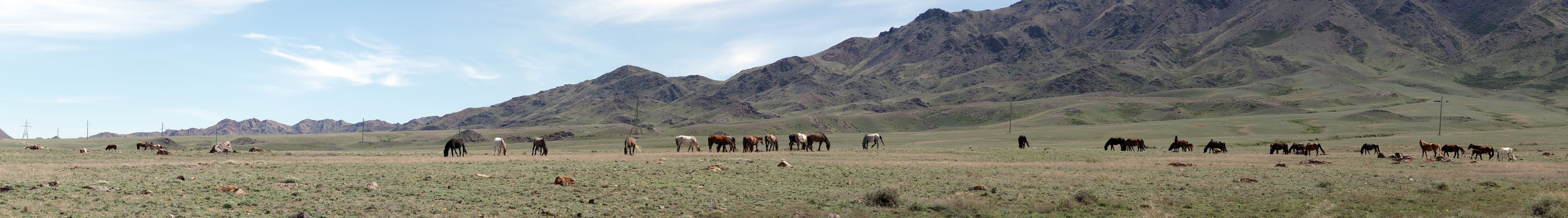 Pano with horses