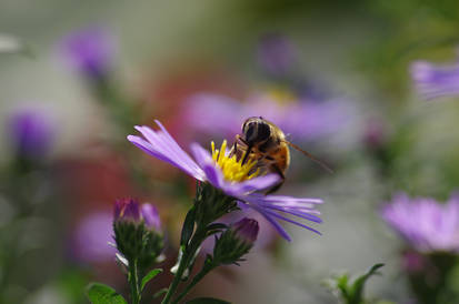 Bee