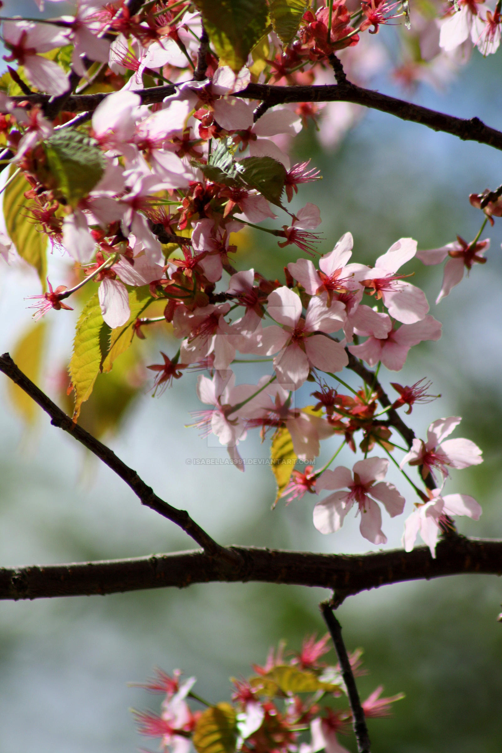 Sharp Pink Flowers