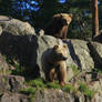 The brown bear family