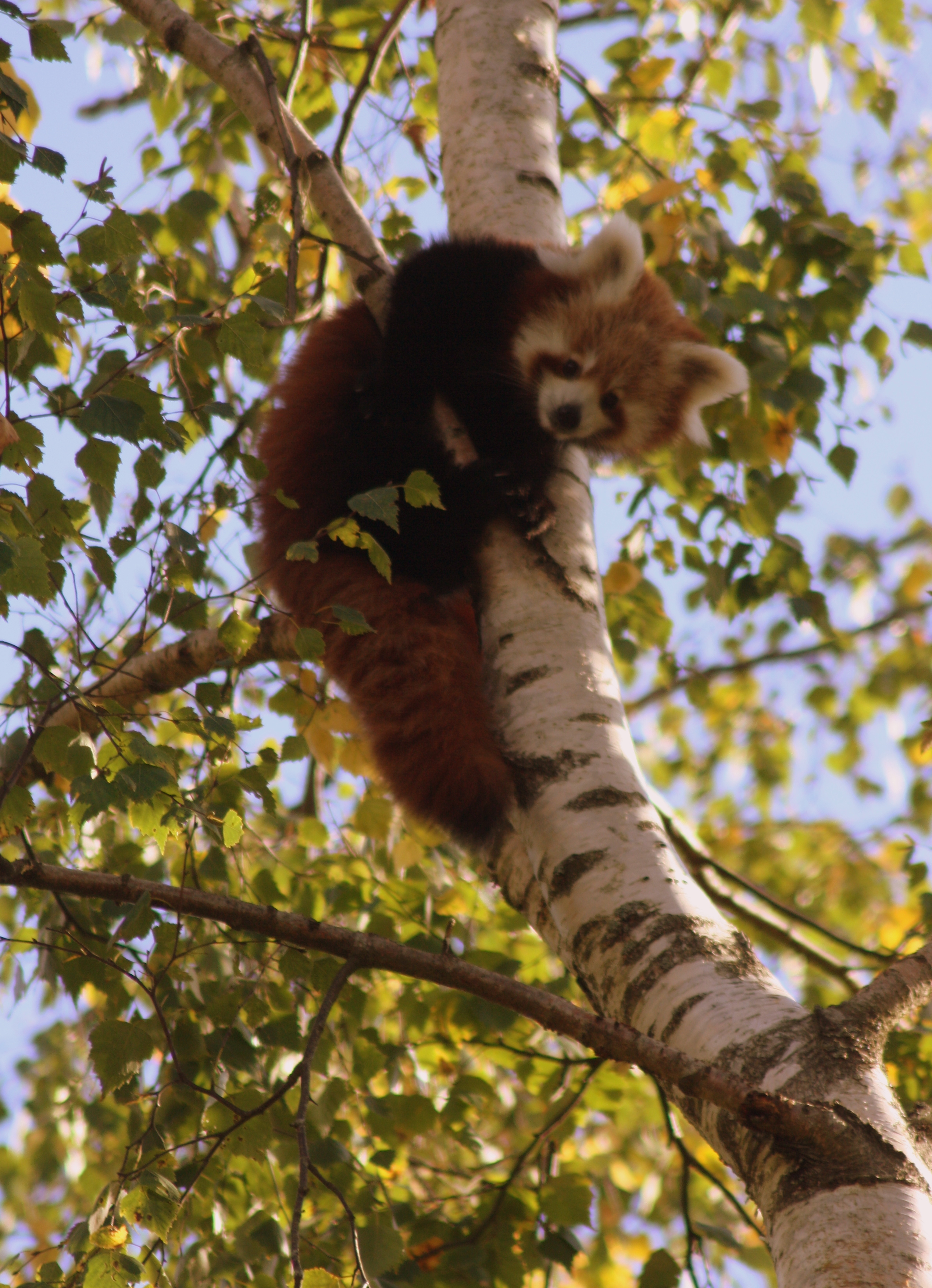 Red Panda 2