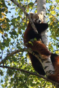 Red panda hug