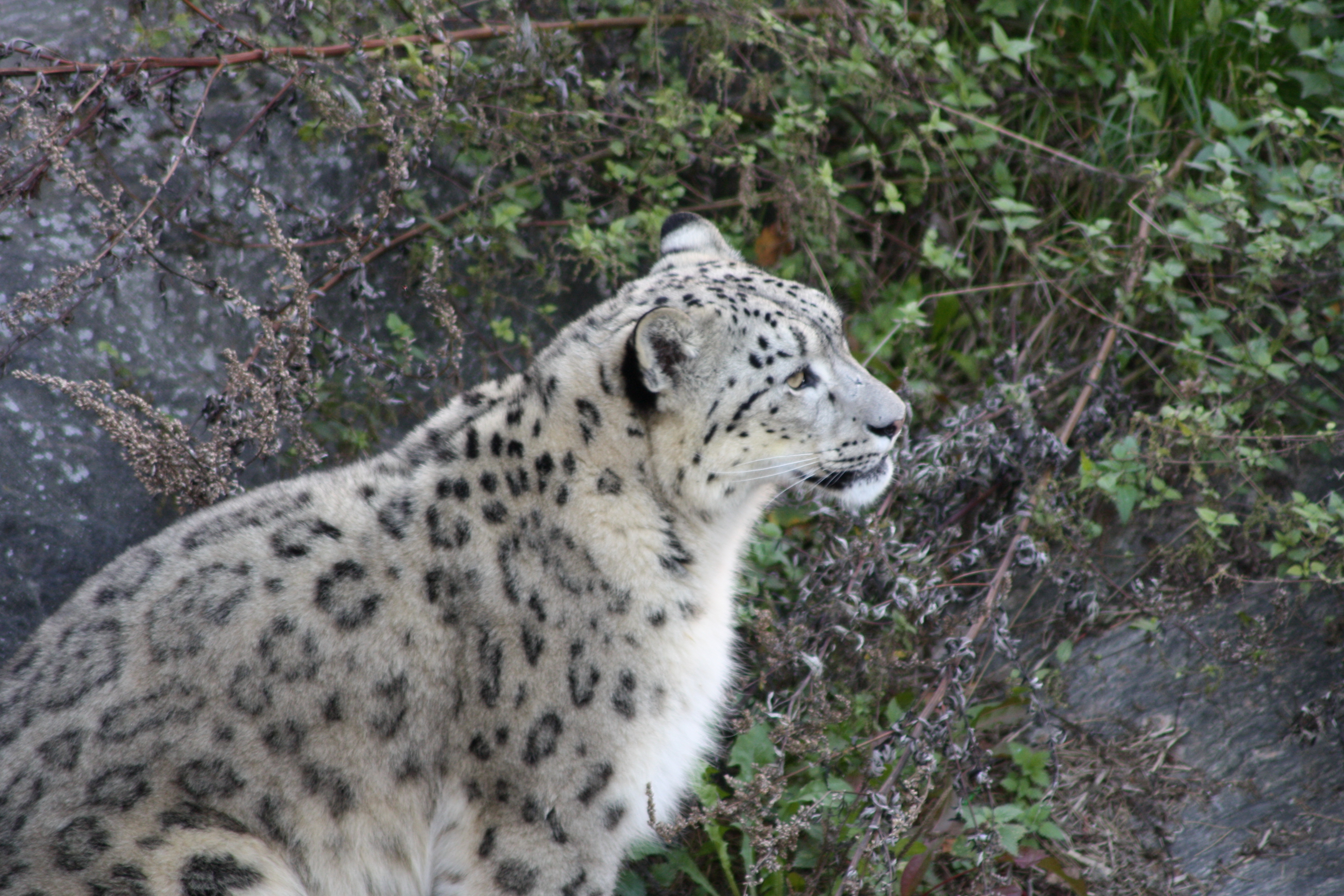 Snow leopard 4