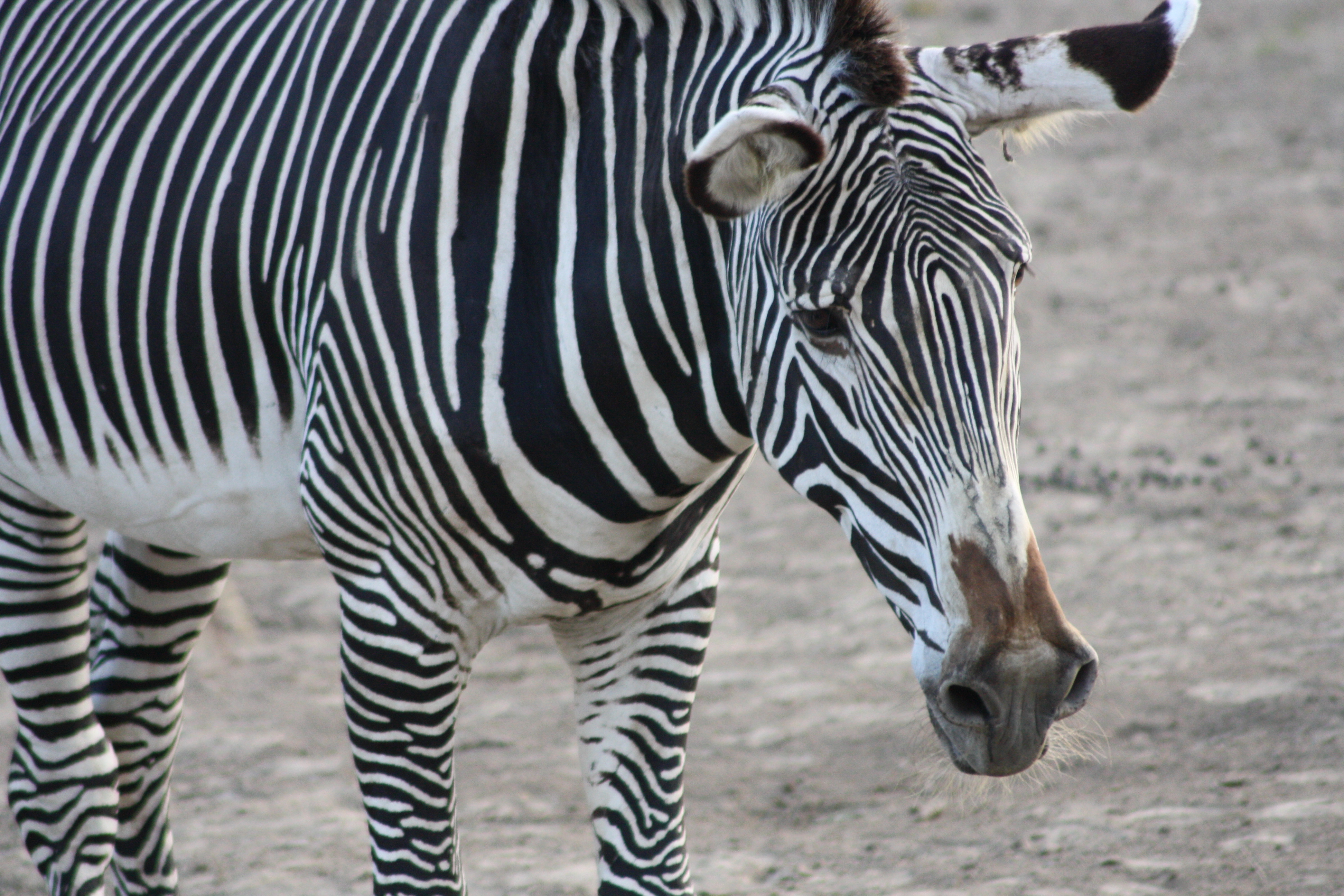 Zebra